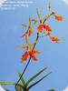 Renanthera vietnamensis